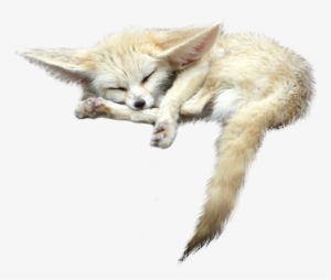 Fennec Fox Png File - Fennec Fox No Background