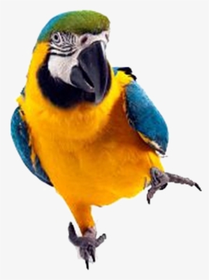 Macaw Parrot Png Image Background - Sleepover Zoo [book]