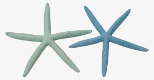 Mint Green Starfish Png Svg Library Download - Natural Finger Starfish 6-8"-dyed Pastel