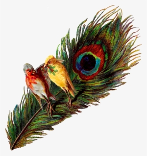 Peacock Feather Png For Kids - Peacock Bird Feather