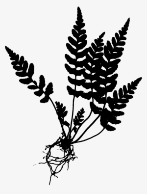 Fern Botanical Drawing At Getdrawings - Fern Drawing Png