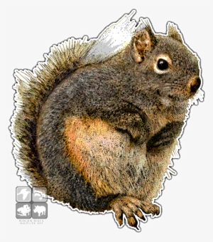 Graphic Transparent Download Douglas Squirrel - Douglas Squirrel Throw Blanket