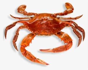 Crab Png Images - Crab Png