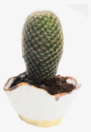 Cactus Png