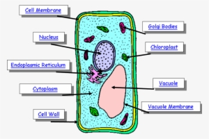Picture Transparent Library Parts Of A Plant Cell - Plant Cell Main Parts