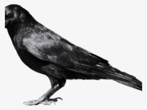 Raven Clipart Transparent Background - Crow Png