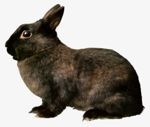 Download - Black Rabbit Png