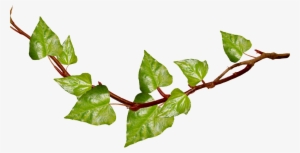 Ivy Clipart Vine Leaves