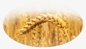Khorasan Wheat