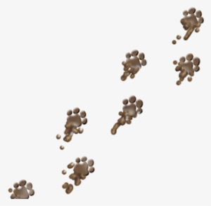 Muddy Dog Paw Prints