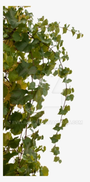 Vine Bush Png