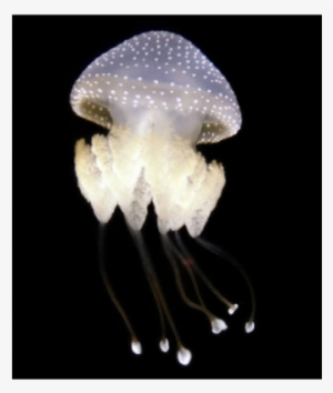 Australian Spotted Jellyfish - White Spotted Jellyfish Png