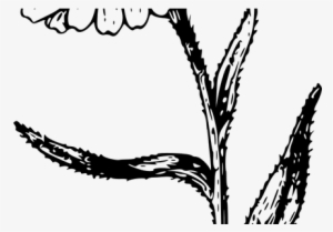 Graphic Free Library Download Wallpaper Clipart Full - Calendula Drawing