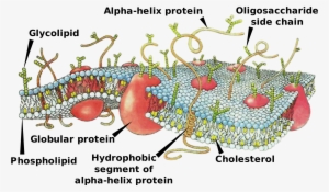 Difference Between Cell Membrane And Plasma Membrane - Does The Cell Membrane Work