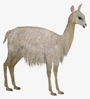 Alpaca - Zoo Tycoon 2 Alpaca