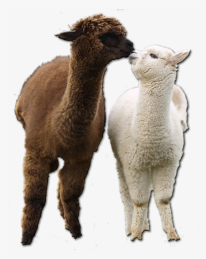 Alpaca Trans