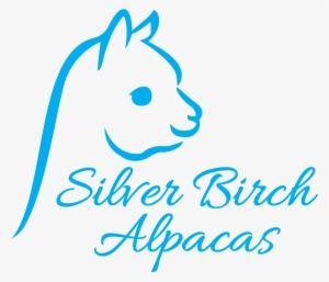 Friday Night Brides - Book