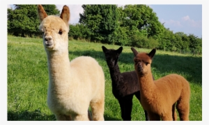 Llama