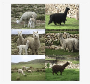 The Left Column Show Some Usual Huacaya Alpacas - Huacaya Alpaca