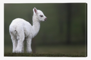 Blue Ridge Mountain Consumers