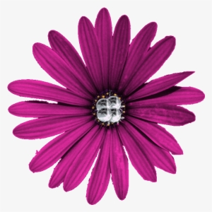 Purple Flower Png - Daisies Png Clipart Purple