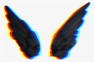 Insect
