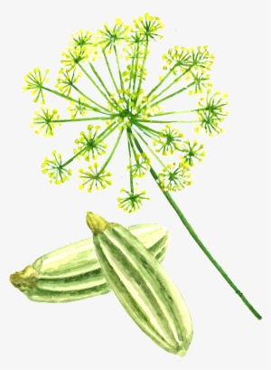 Fennel Seed - Fennel