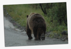 Grizzly Walking Away - Brown Bear Walking Away