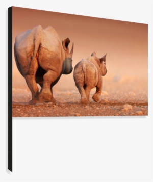 Black Rhinoceros Calf And Cow Walking Away Canvas Print - Quotes About Insight To Life