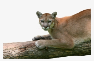 May 20, 2014 - Cougar
