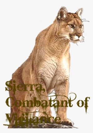 Header Cougar - Puma