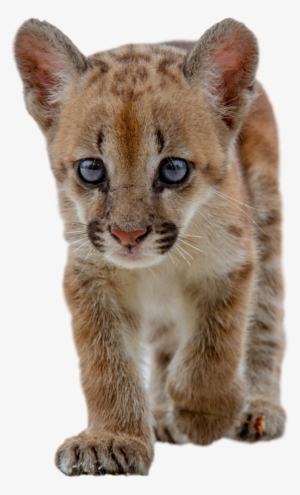 30910428 - Baby Cougar Png