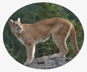 Cougar-06 - Coquitlam Wild Animal