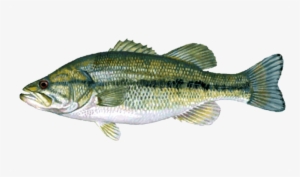 Fish - Bass Fishing Full Moon Lure