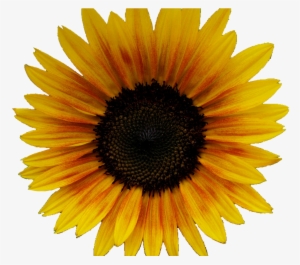 Yellow Flowers Tumblr 29 Background Wallpaper By Annerice1990 - Girasole Fiore Png