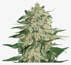 Weed Buds Png Download - Big Bud Feminized Png