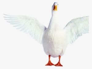 Aflac Duck Png - Insurance