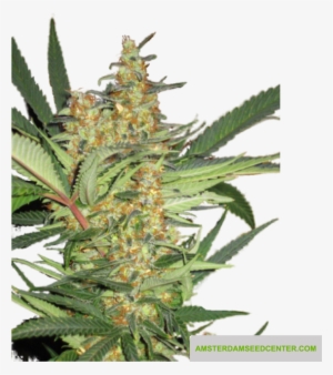 Amajikoym - 5pack - Super Strains - Amsterdam Seed - Seed