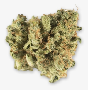 Bg Lou's Legacy - Marin County, California