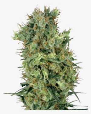 Sour Diesel Auto-flowering Cannabis Seeds - Skunk #1