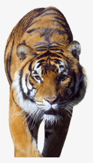 Walk On The Wildside - Tiger