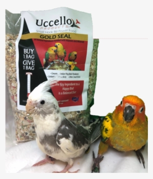 African Grey