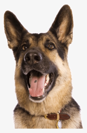 Search - German Shepherd