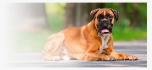 Explore Holistic Care For Your Pets - Boxer Dog Pure Breed