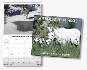 2019 Surrounded By Asses Calendar - Grazing