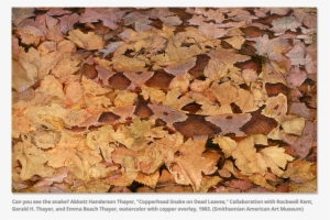 Copperhead Camouflage In Leaves