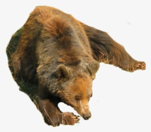 Imagen Imagen Real De Oso - Osos En Formato Png