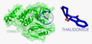 20170525 Thalidomide Cereblon - Graphics
