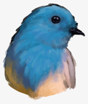 Yu Han Wang - Mountain Bluebird