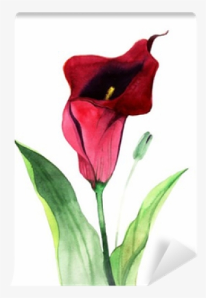 Calla Lily Flowers, Watercolor Illustration Wall Mural - Watercolor Painting